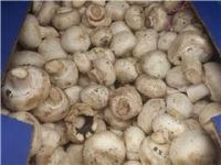 Mushroom, All Purpose